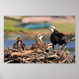 Affiches affaire familiale