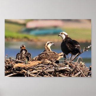 Affiches affaire familiale