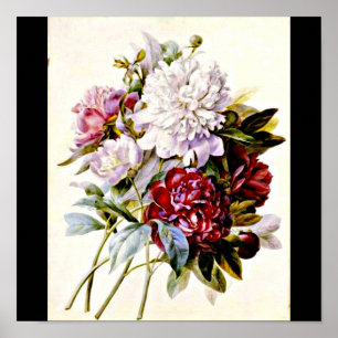 Affiches Affiche-Botanicals-Pierre Joseph Redoute 16