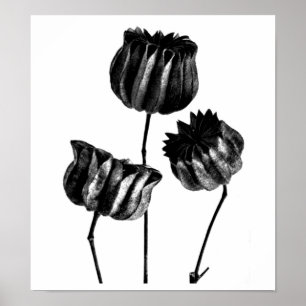 Affiches Affiche-Cru Photographie-Karl Blossfeldt 23