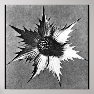 Affiches Affiche-Cru Photographie-Karl Blossfeldt 27