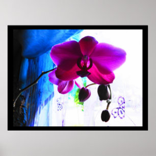 Affiches Affiche, orchidée magenta, options d'arrière -