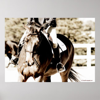 Affiches Afficher le cheval