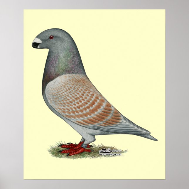 Affiches Afficher l'option récessive Racer (Devant)