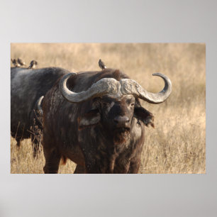 Affiches Africa