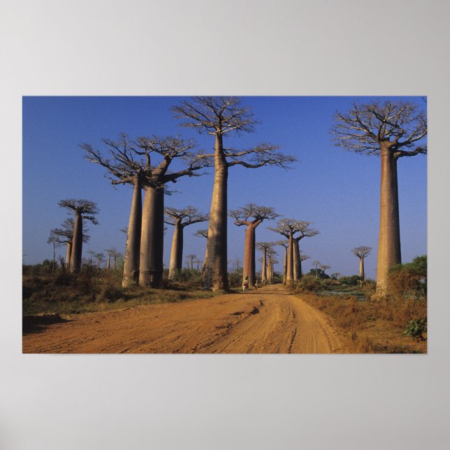 Affiches Africa, Madagascar, Morondava, Baobab Avenue. (Devant)