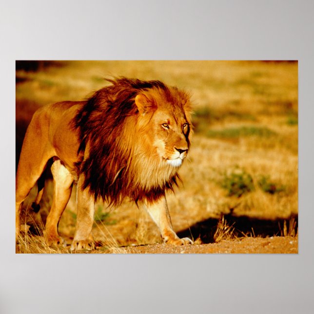 Affiches Africa, Namibia, Okonjima. Lone male lion. (Devant)