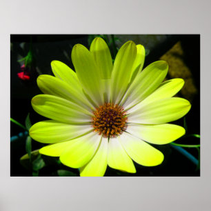 Affiches African Daisy Fluorescent Yellow Print