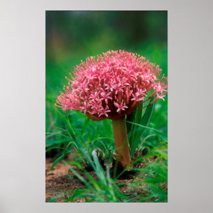 Affiches African Lily (agapanthus praecox), Mala Mala