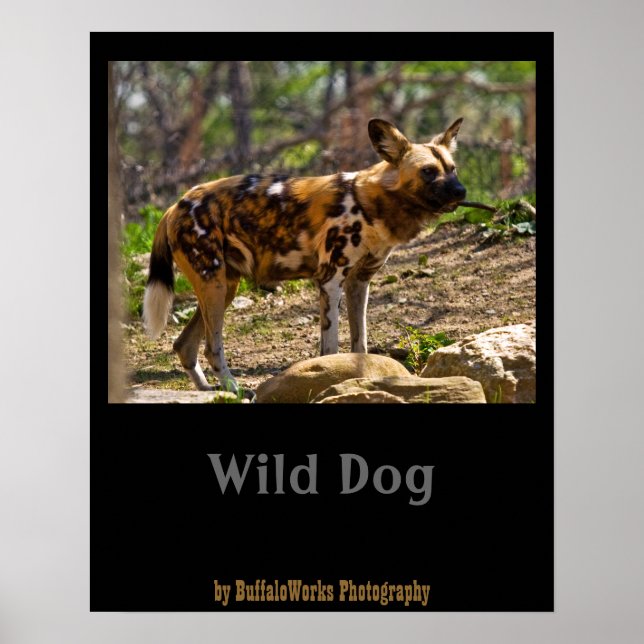 Affiches African Wild Dog  1932 (Devant)