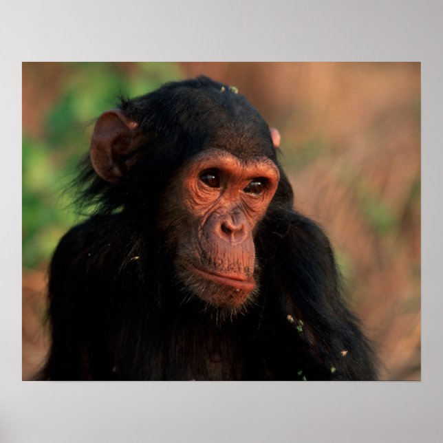 Affiches Afrique, Afrique de l'Est, Tanzanie, Gombe Nationa