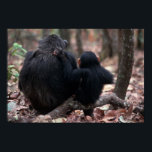 Affiches Afrique, Afrique de l'Est, Tanzanie, Gombe Nationa<br><div class="desc">Afrique,  Afrique de l'Est,  Tanzanie,  Parc national de Gombe,  Chimpanzées femmes assises (Non disponible pour Cartes de Voeux dans le monde jusqu'en 2012) � Kristin Mosher / DanitaDelimont.com</div>