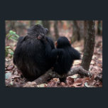 Affiches Afrique, Afrique de l'Est, Tanzanie, Gombe Nationa<br><div class="desc">Afrique,  Afrique de l'Est,  Tanzanie,  Parc national de Gombe,  Chimpanzées femmes assises (Non disponible pour Cartes de Voeux dans le monde jusqu'en 2012) � Kristin Mosher / DanitaDelimont.com</div>
