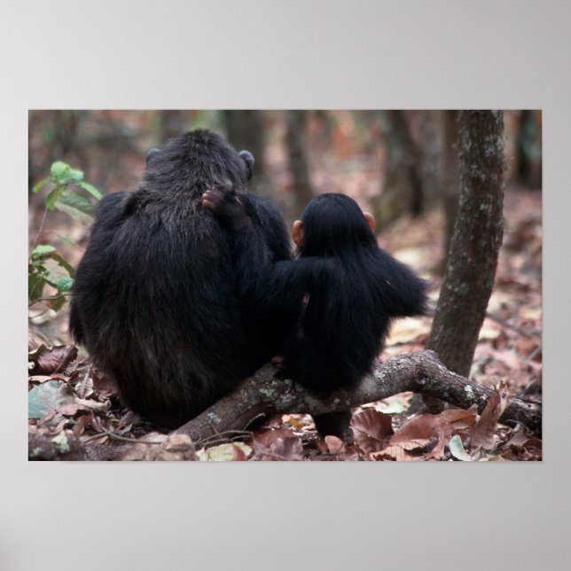 Affiches Afrique, Afrique de l'Est, Tanzanie, Gombe Nationa (Devant)