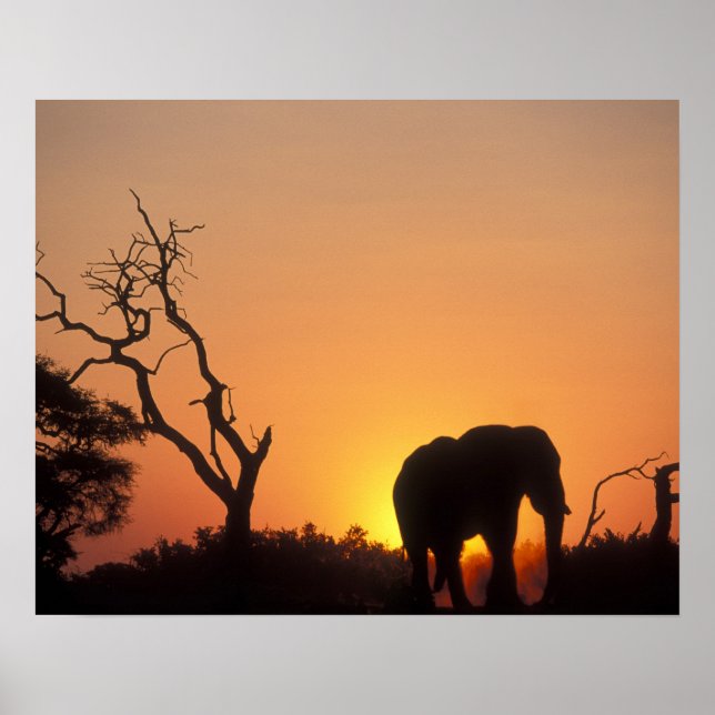 Affiches Afrique, Botswana, Parc national de Chobe, Cadre (Devant)