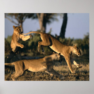 Affiches Afrique, Botswana, Parc national de Chobe, Lionnes