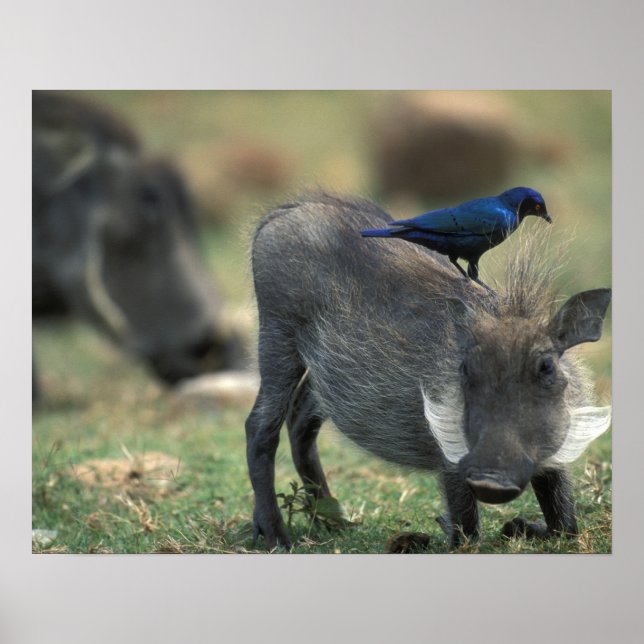 Affiches Afrique du Sud, Pilanesburg GR, Warthog (Devant)