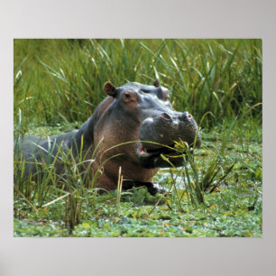 Affiches Afrique, Kenya, Masai Mara NR. Une hippopotame mèr