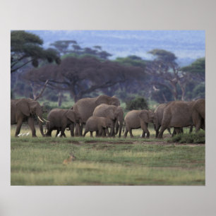 Affiches Afrique, Kenya, Parc national d'Amboseli. Africain