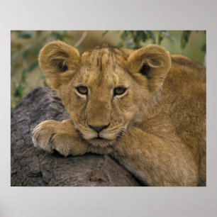 Affiches Afrique, Kenya. Portrait de lion.