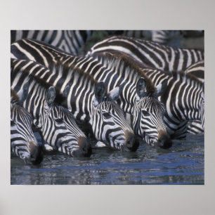 Affiches Afrique, Kenya, Réserve de gibier Masai Mara, plai
