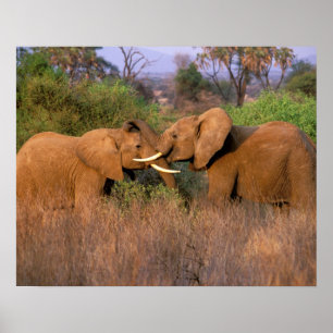 Affiches Afrique, Kenya, Samburu. Défi des éléphants