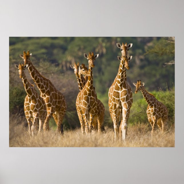 Affiches Afrique. Kenya. Troupeau de Giraffes réticulées à (Devant)