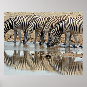 Affiches Afrique, Namibie, Etosha NP. Zebra de Burchell