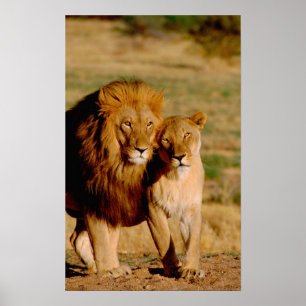 Affiches Afrique, Namibie, Okonjima. Lion & lionne