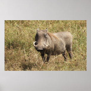 Affiches Afrique - Nasenschwein