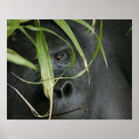 Afrique, Ouganda, Bwindi