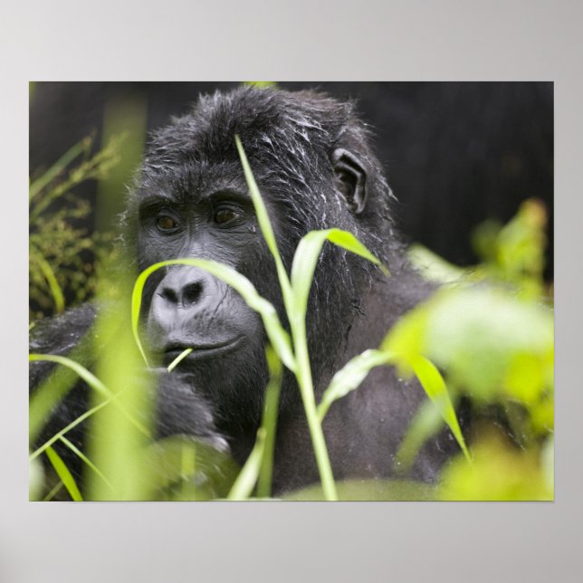 Affiches Afrique, Ouganda, Bwindi impénétrable National (Devant)