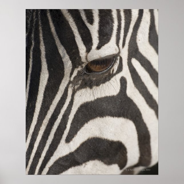 Affiches 'Afrique, Tanzanie, zone de conservation du Ngoron (Devant)