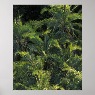 Affiches Afrique, Zambie, Parc national Mosi-Oa-Tunya,