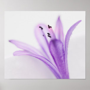 Affiches Agapanthus