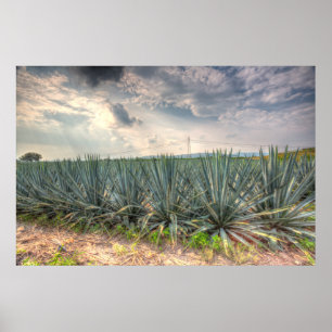 Affiches Agave bleu