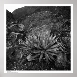 Affiches Agave in Deep Canyon Desert Research Station