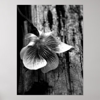 Affiches Âge d'innocence