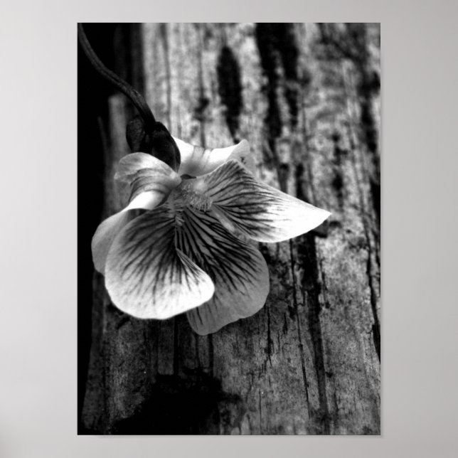 Affiches Âge d'innocence (Devant)