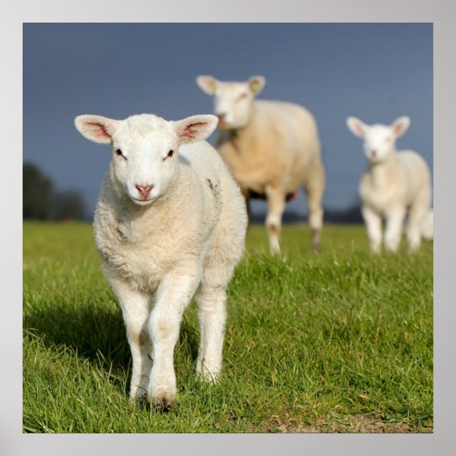 Affiches Agneau curieux (Devant)