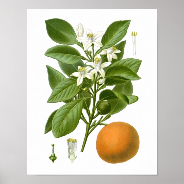 Affiches Agrumes Fruit Orange Botanique Imprimer n° 2 Wall  (Devant)