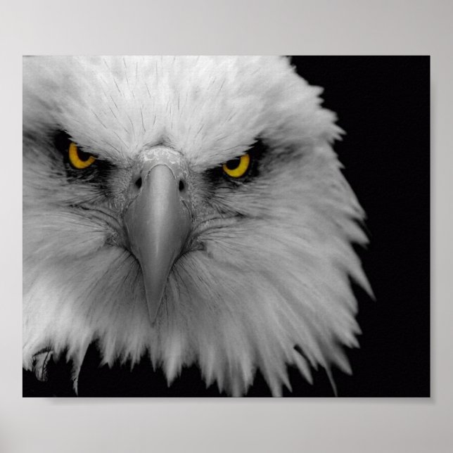 Affiches aigle (Devant)
