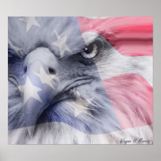 Affiches aigle américain