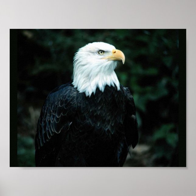 Affiches Aigle de Bald (Devant)