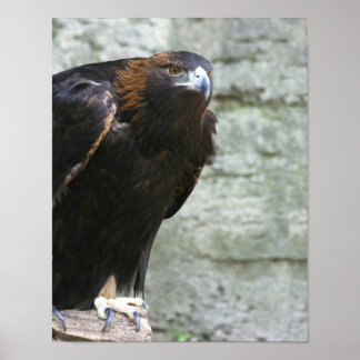 Affiches Aigle d'or