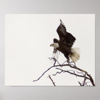 Affiches Aigle en vol