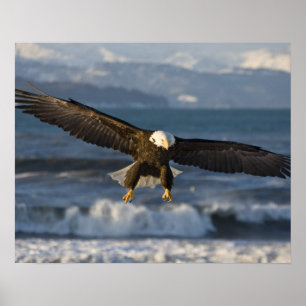 Affiches Aigle, Haliaeetus leucocephalus, Homer, 3