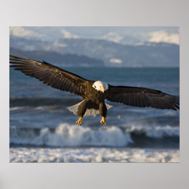 Affiches Aigle, Haliaeetus leucocephalus, Homer, 3 (Devant)