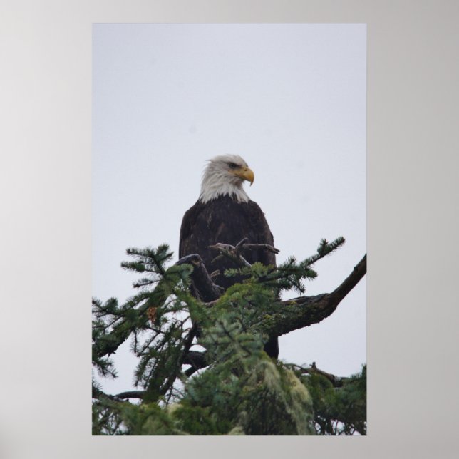 Affiches Aigle sur l'image du sommet de l'arbre (Devant)