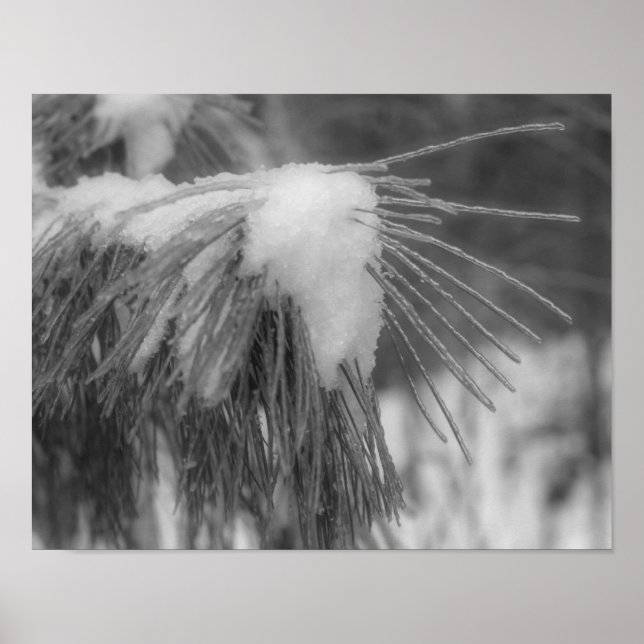 Affiches Aiguilles de pin de glace neige Noir Blanc Nature  (Devant)